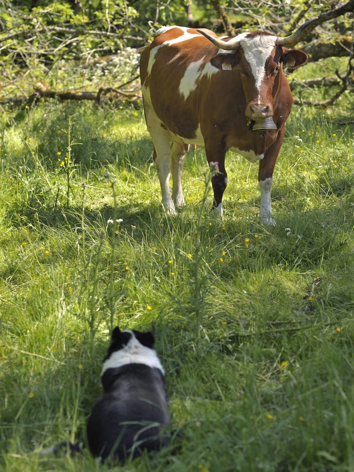 Confrontation entre chien et vache - Crédit photo : Emmanuel Boitier