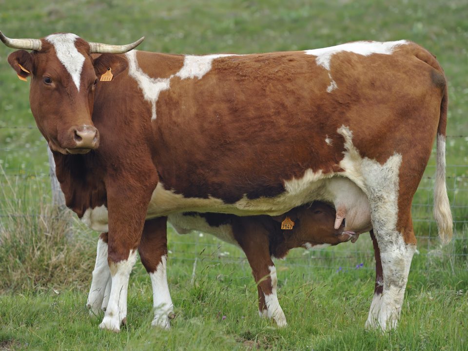 Ferrandaise barrée rouge et son veau - Crédit photo : Emmanuel Boitier