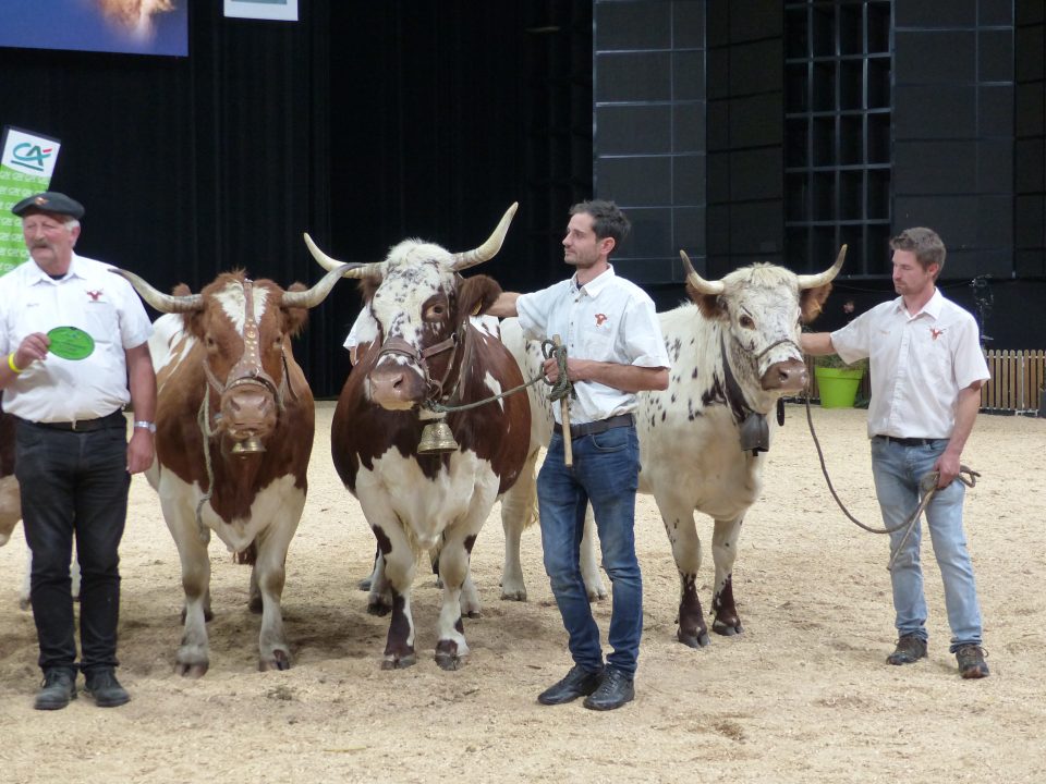 Fauvette, Ferrandou et Océane - Sommet de l'Elevage 2021