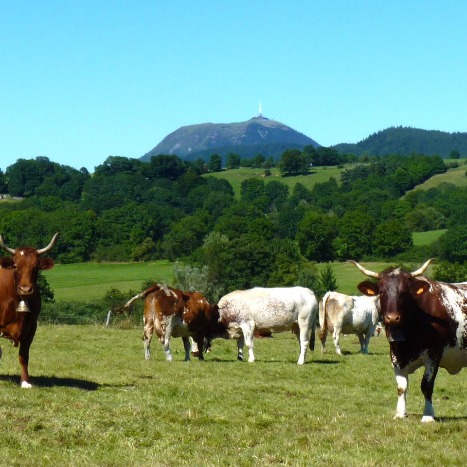 La Ferrandaise au pied du Puy-de-Dôme - Crédit photo : Thierry Petit