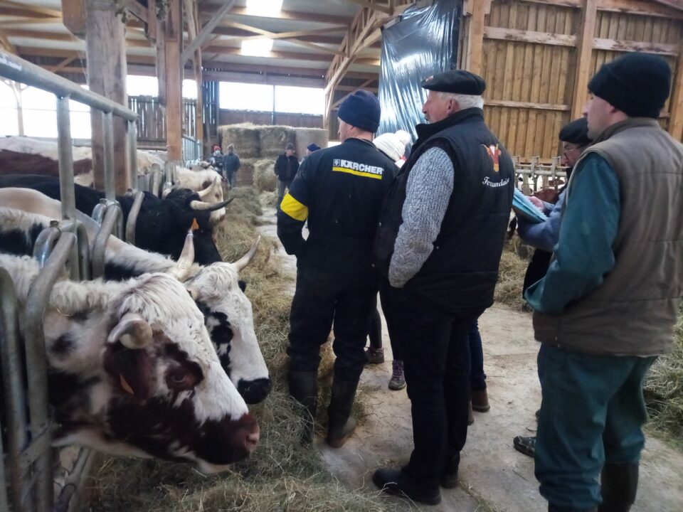 Visite de l'exploitation du GAEC des Gentianes. Crédit photo : Association de la race Ferrandaise