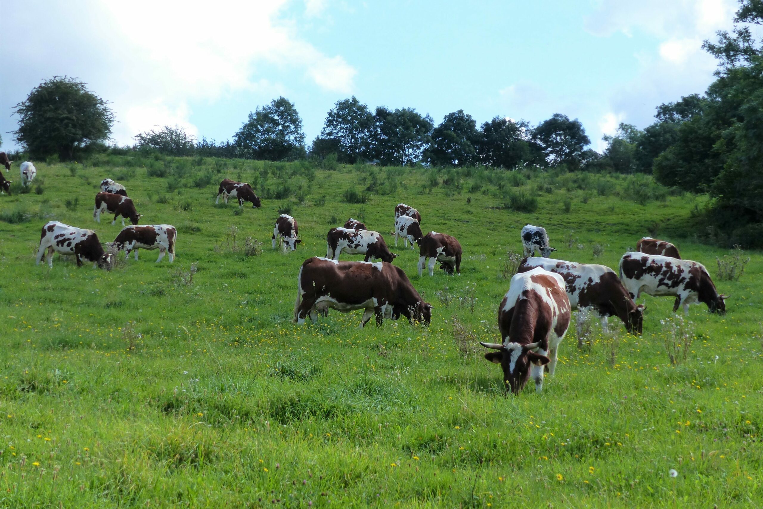 La Ferrandaise, une race rustique ?