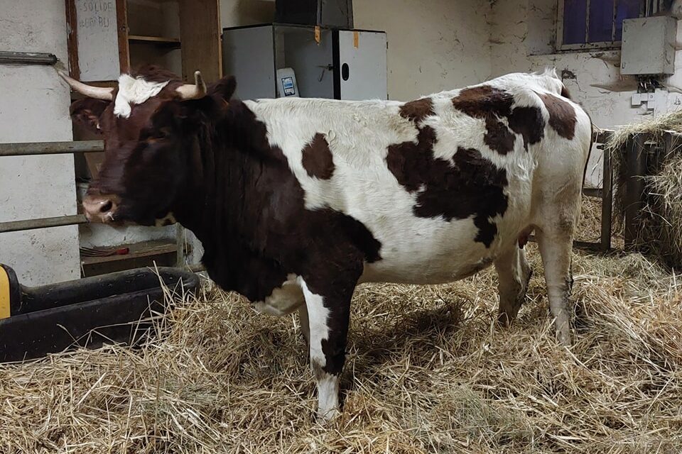 Nouvelle recrue sur l’exploitation du Lycée agricole de Bonnefont