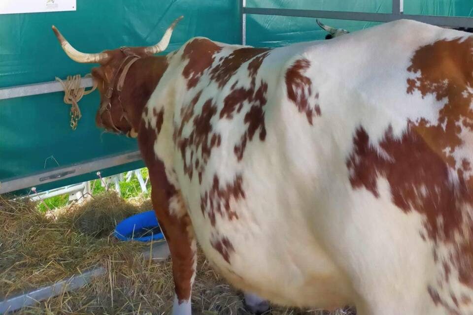 Les Ferrandaises au comice de Feurs
