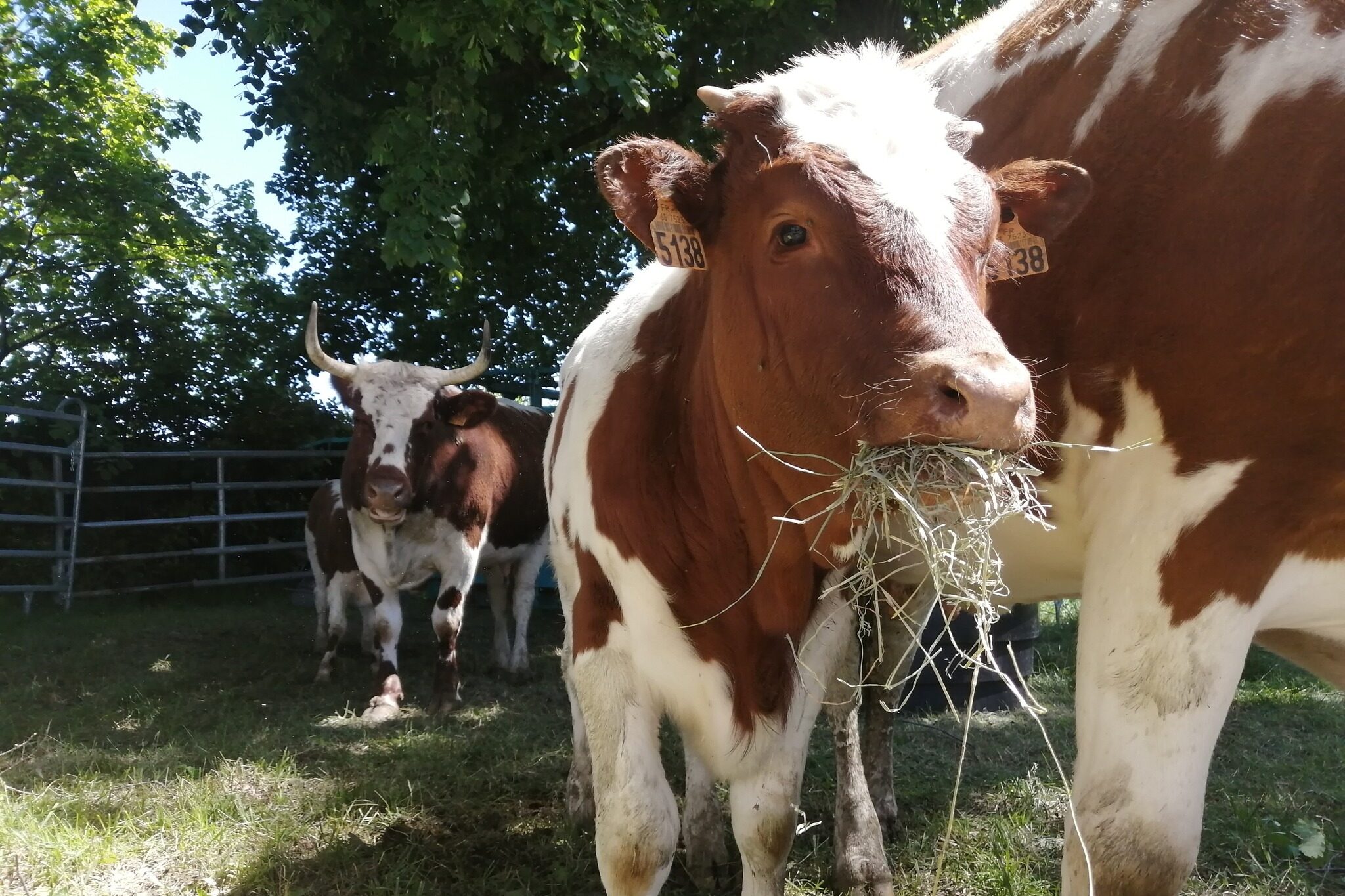 La Ferrandaise prend ses aises dans le pays d’Issoire
