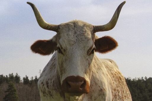 [ Soirée Ferrand Day’s ] dans la Loire 🐮