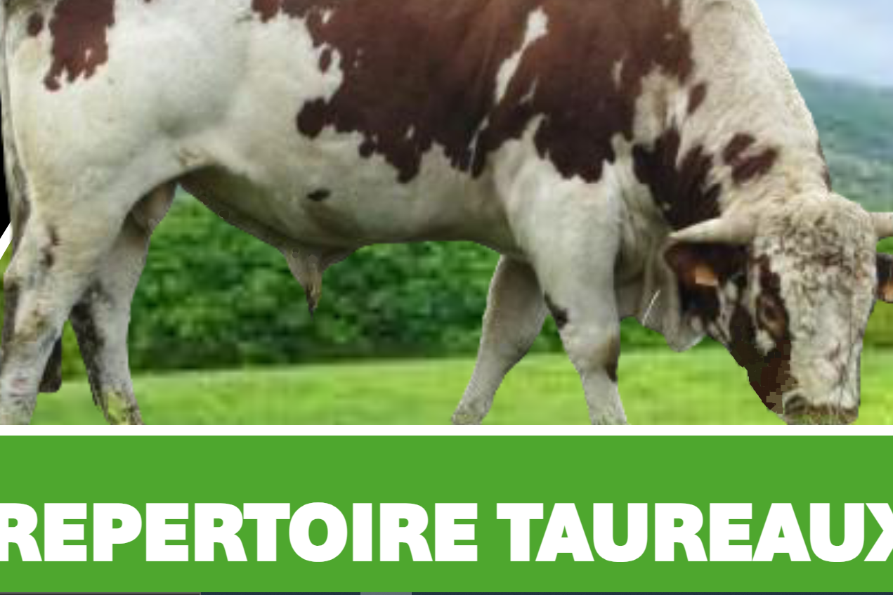 Répertoire des taureaux ferrandais d’IA actualisé